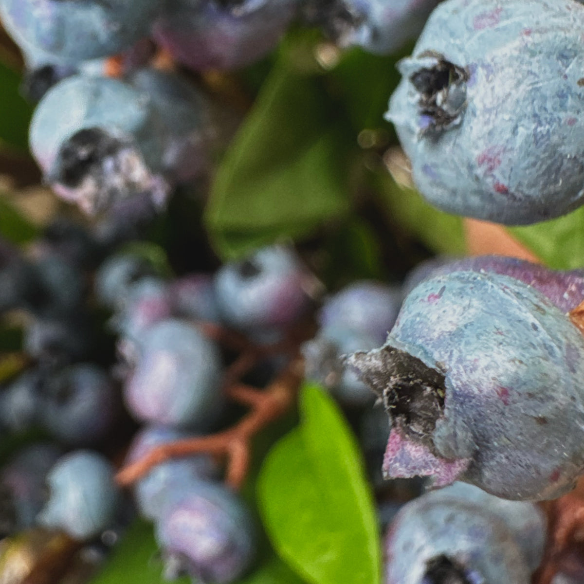 Artificial Blueberry Pick 21 Inch - Faux Berry Stem for Floral Arrangements