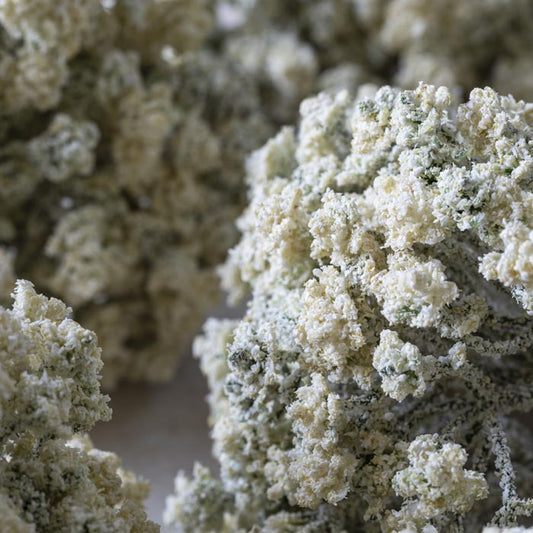 Close-up of cream yarrow stem