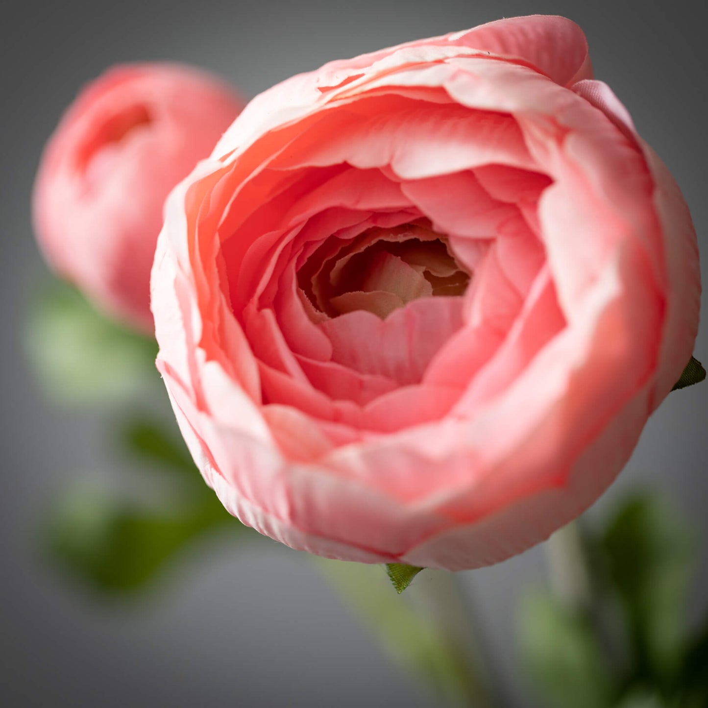 FRESHCUT® CORAL PINK RANUNCULUS