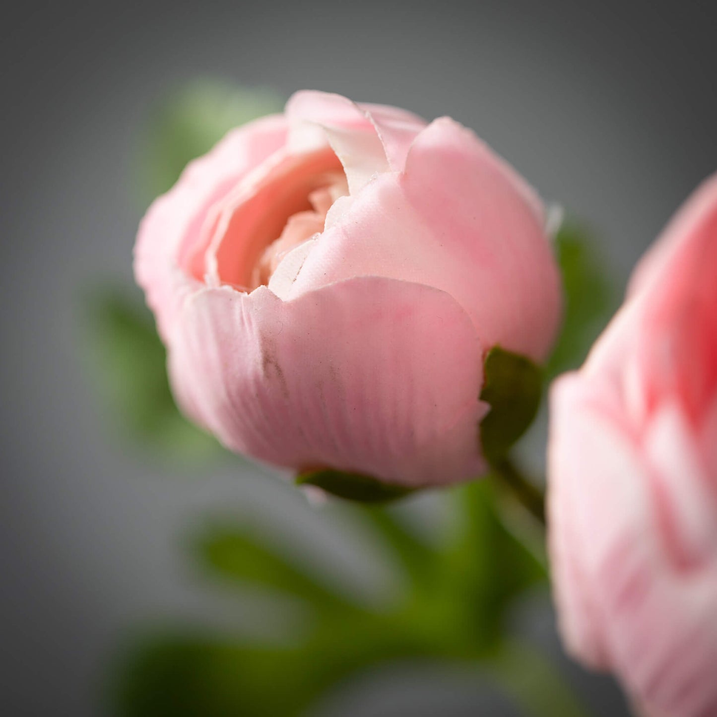 20" Soft Pink Ranunculus