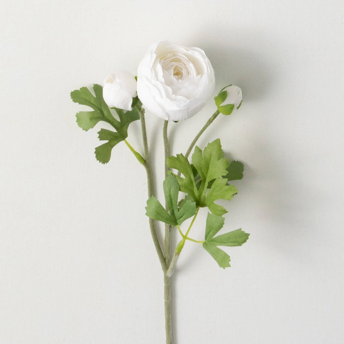 FRESHCUT® WHITE PINK RANUNCULUS