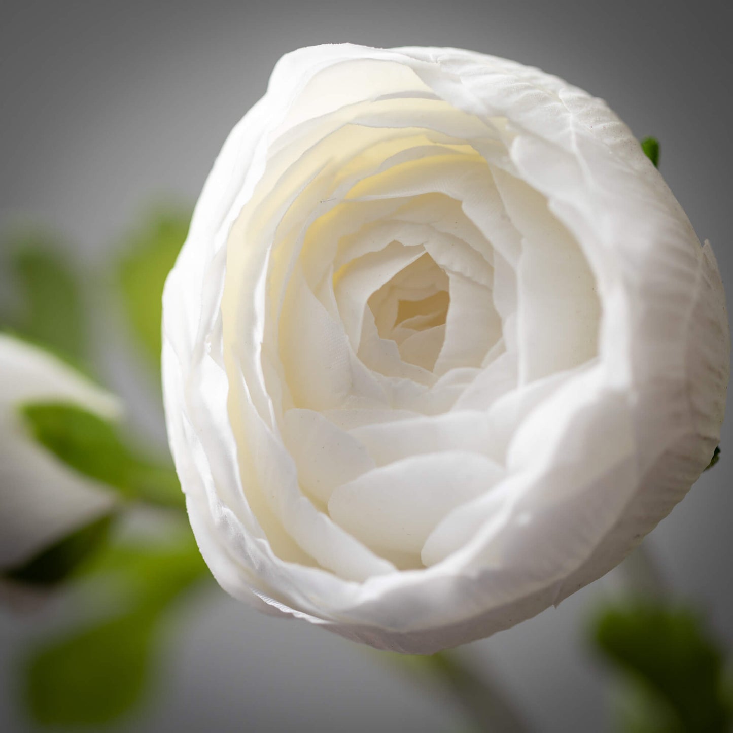 FRESHCUT® WHITE PINK RANUNCULUS