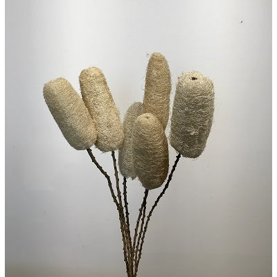 Semi-Bleached Luffa Stems on 20" Stick - Set of 6 Natural Decor